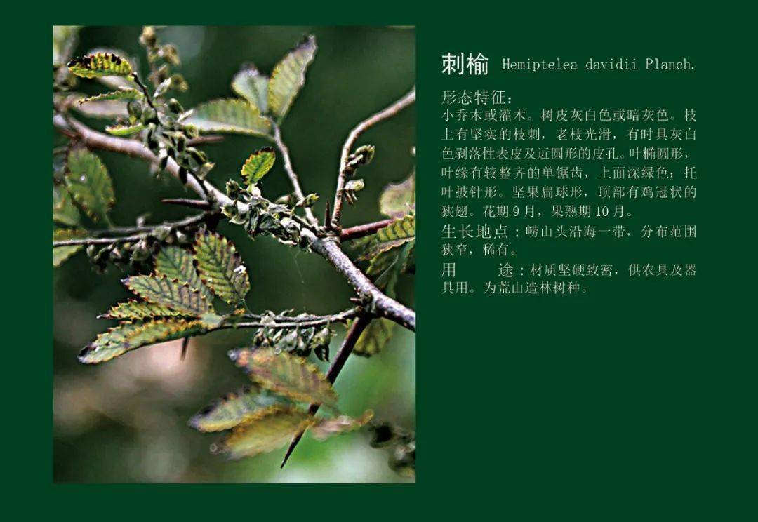 生态文明宣传月|生态环保微课堂之保护生物多样性:古稀珍危植物篇