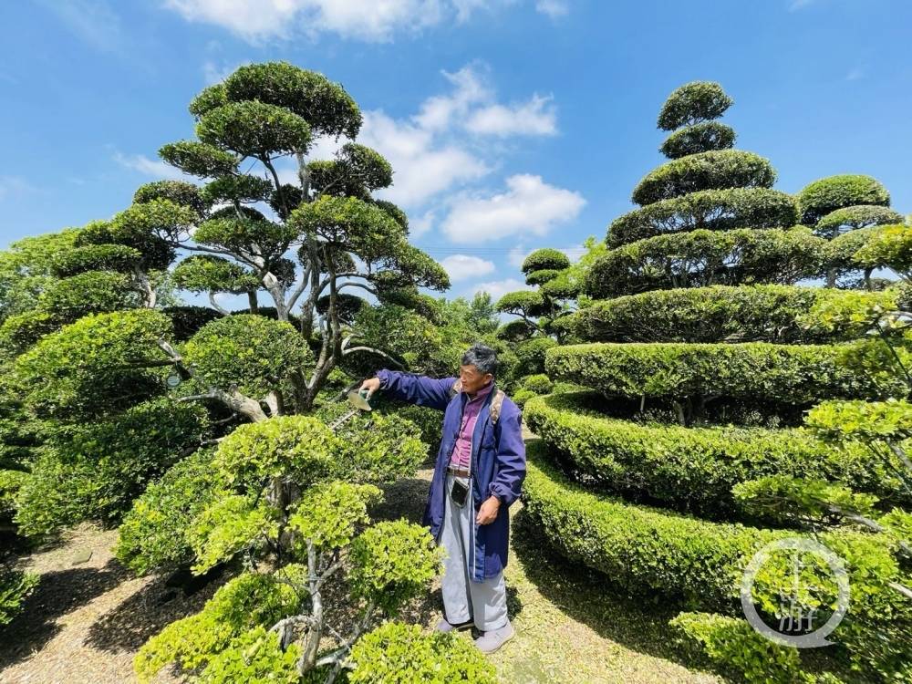 6月1日,上海崇明,顾百春正在修剪自家的百年黄杨树.