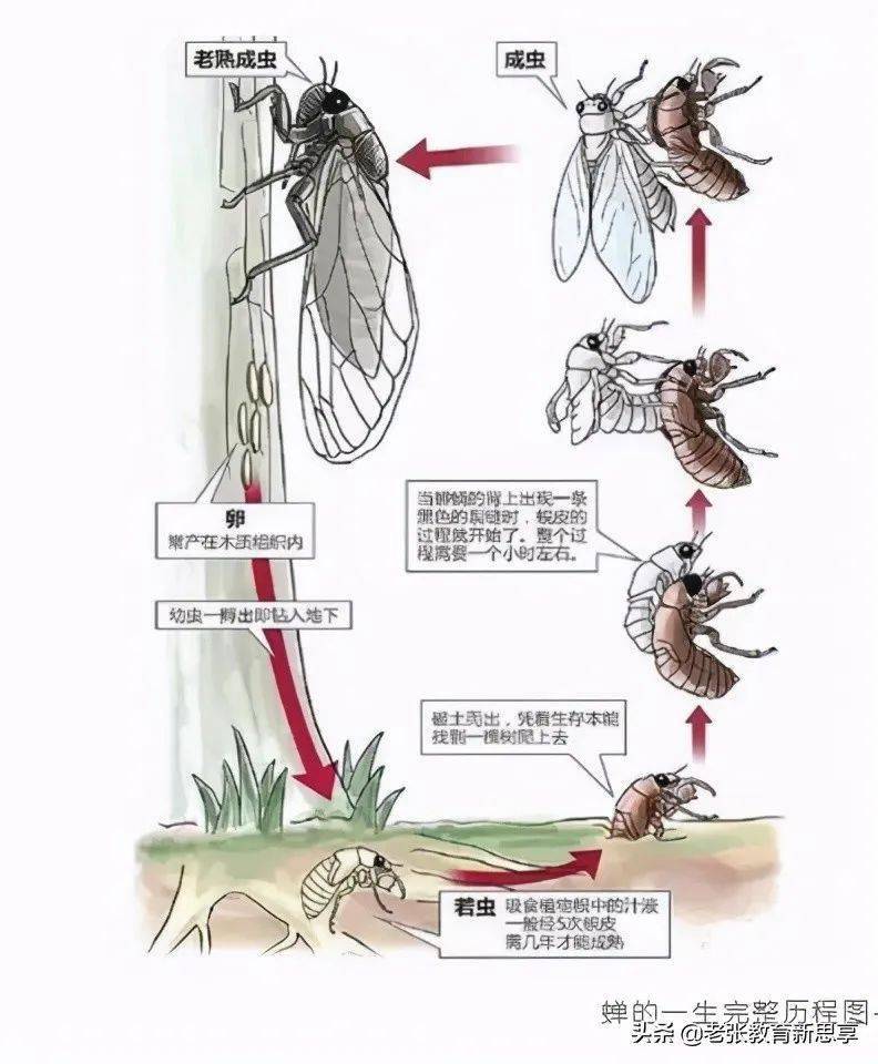 池塘边的榕树上简谱_池塘边的榕树上图片(2)