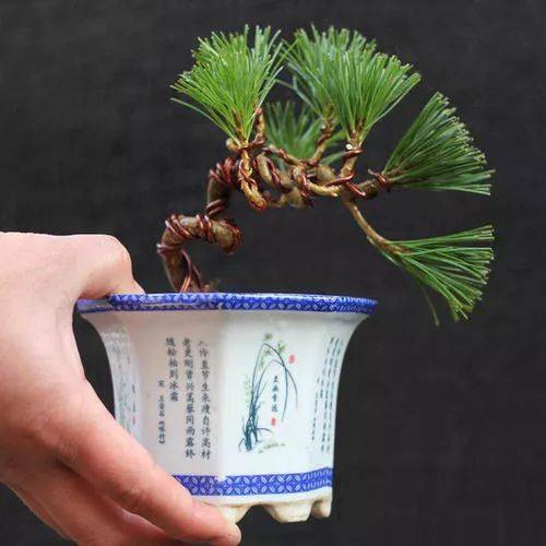 万物有灵,想做一盆品相上好的五针松盆景,你得学会与它深情对话