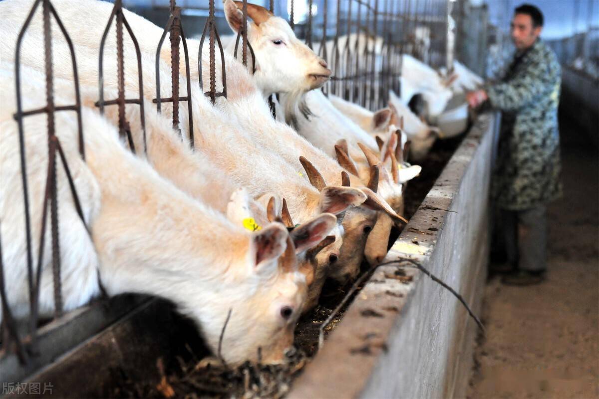 夏季养羊需要注意什么?