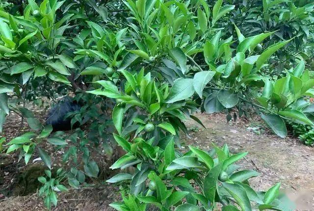 优先保留那些果柄稍长的幼果,一般以梢枝顶端结果的果柄会相对较长