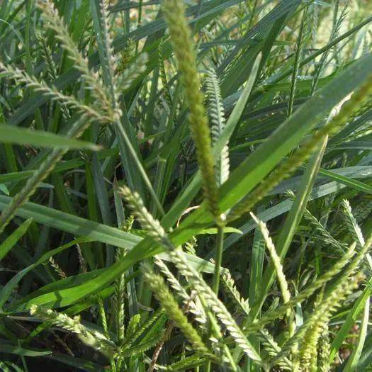 这几种顽固型稻田杂草该如何防治才有效