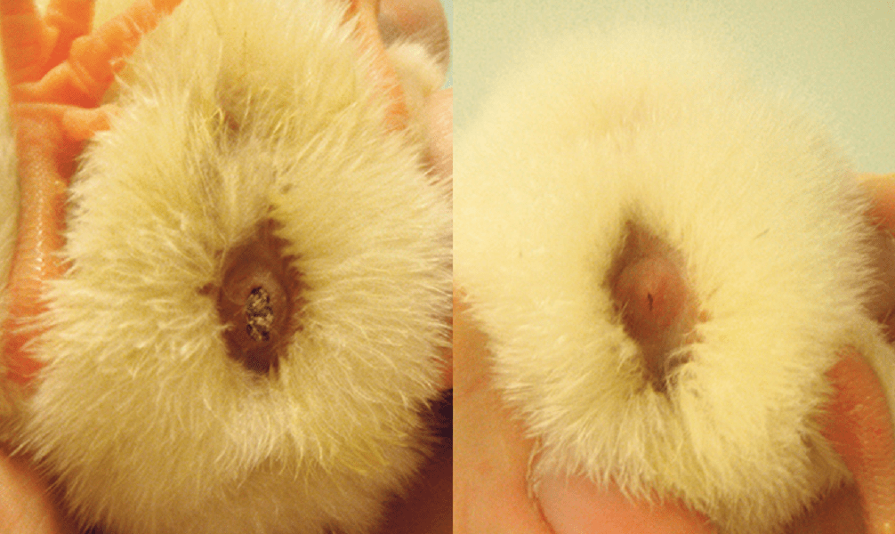 汇总线脐黑脐初生雏鸡的四种脐部异常原因及措施