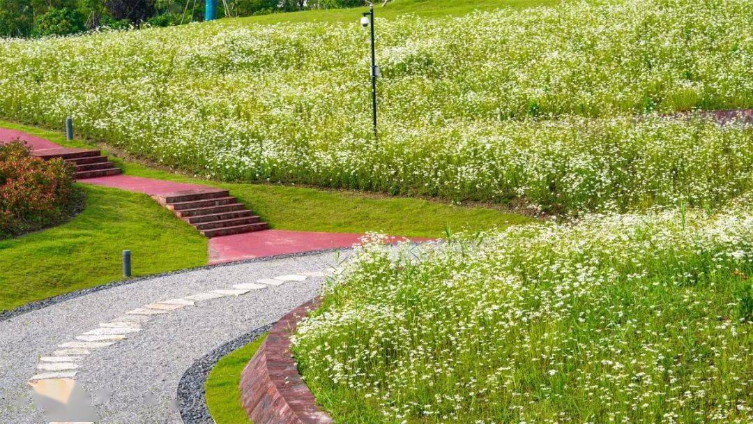 探索約28萬平方米春花秋色公園濱菊金雞菊怒放