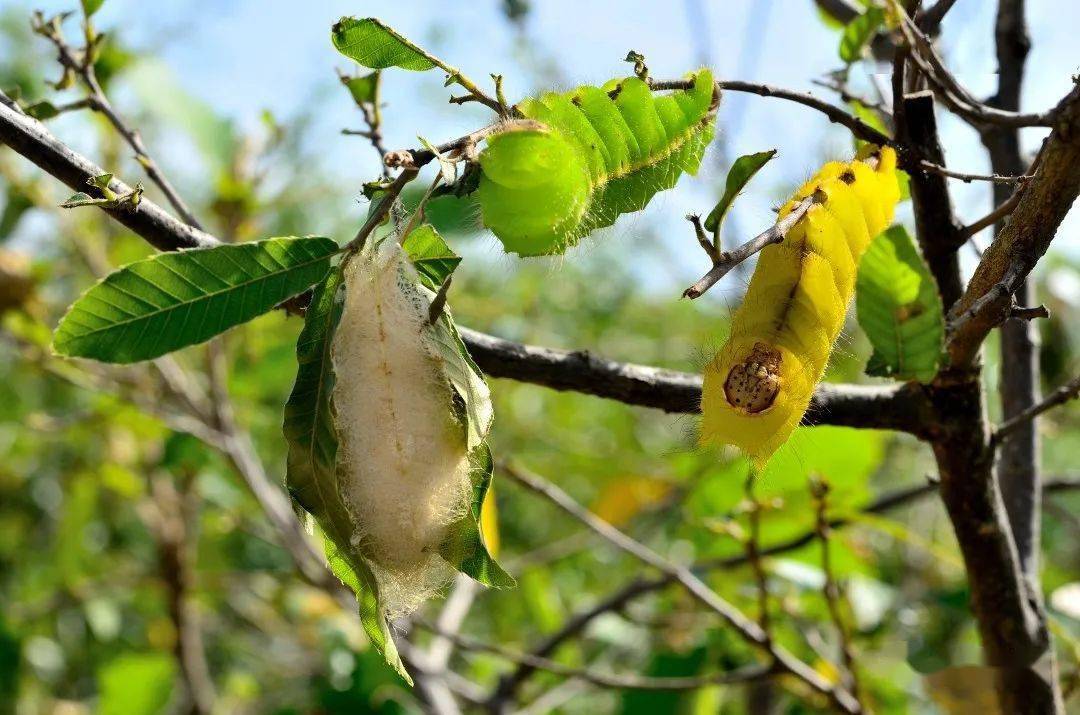 南阳家乡味儿92黑芝麻长大后成了啥来看看南召柞蚕的奇幻之旅吧
