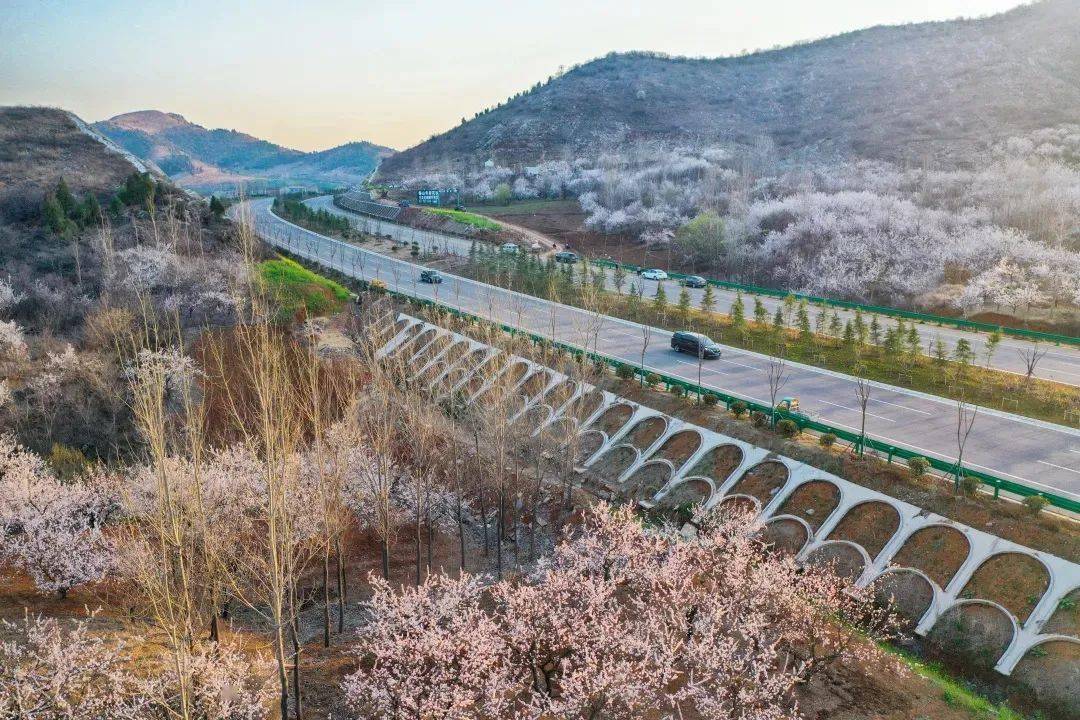 许多游客驱车来到连接宿州和徐州的符离大道,百里路上处处是风景,全程