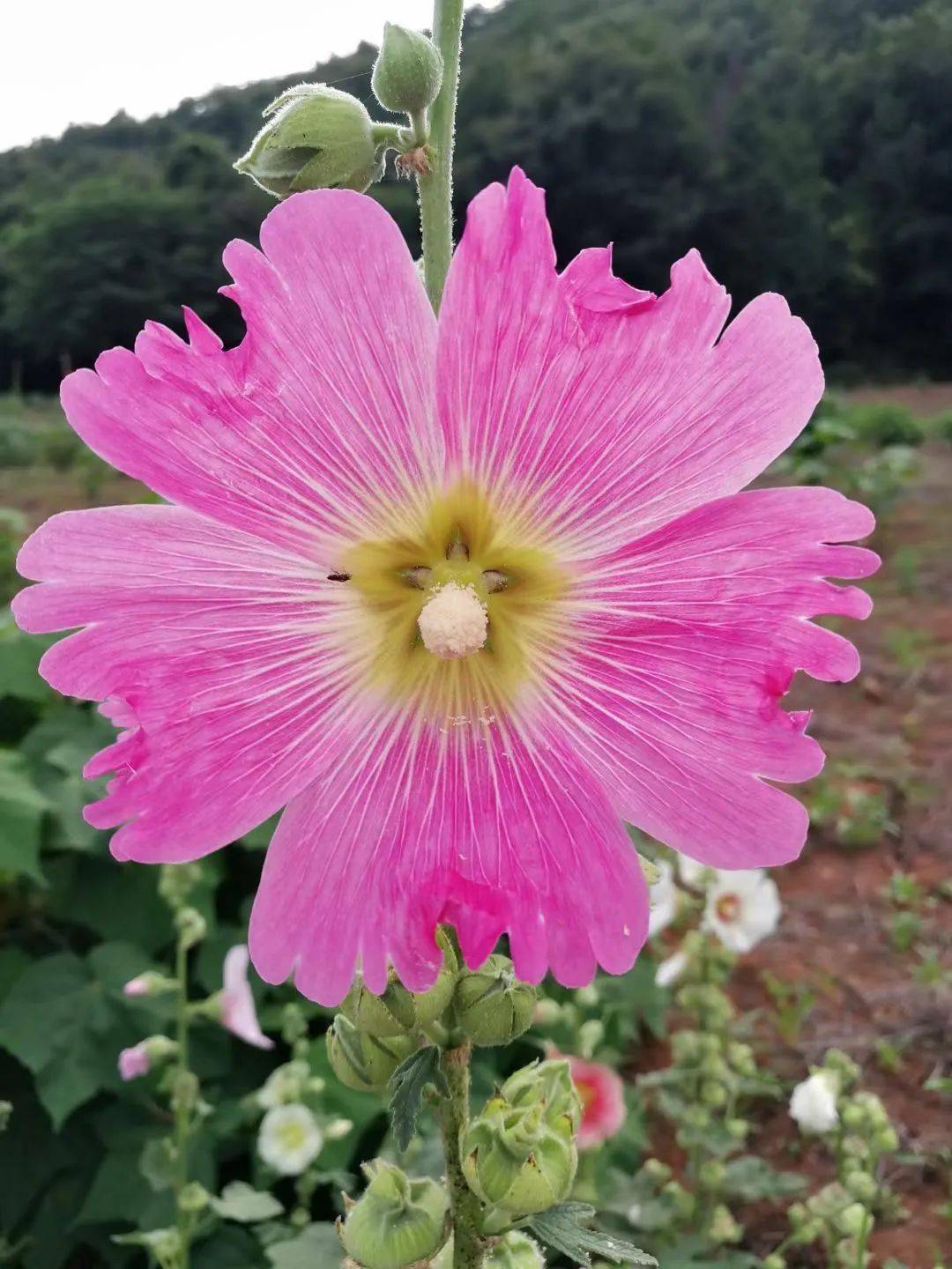 鲜花山谷的蜀葵正值花期