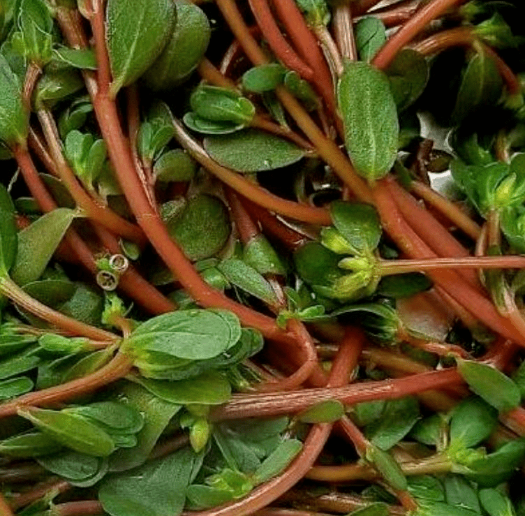 現在是採摘馬齒莧的最佳時期,這麼好的菜,很有必要吃一吃.