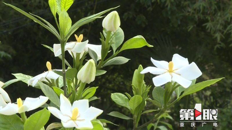 芬芳六月 栀子花开香满山 上游