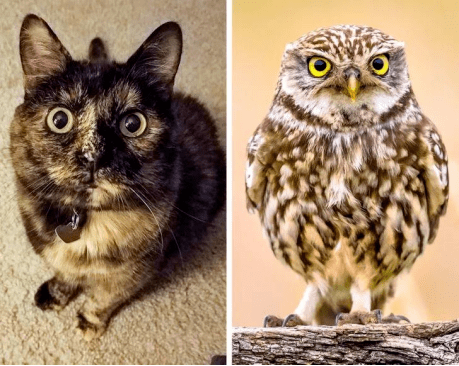 趣图丨来一场动物模仿秀你觉得哪个最像