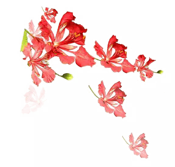 凤凰花开的厦大