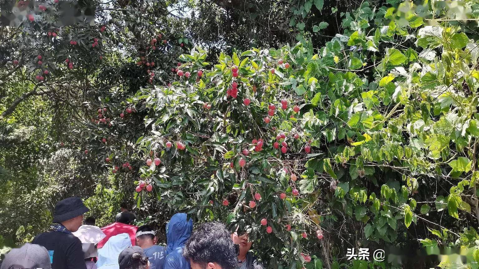 去秀英这个互联网农业小镇尝地道美食品火山荔枝王