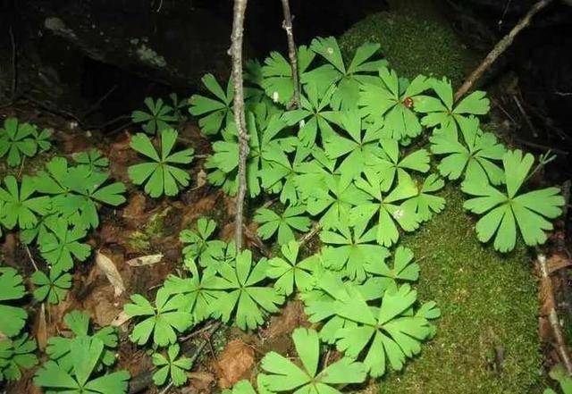 秦嶺發現奇特植物只有一葉一花很嬌弱卻從恐龍時代生存到現在