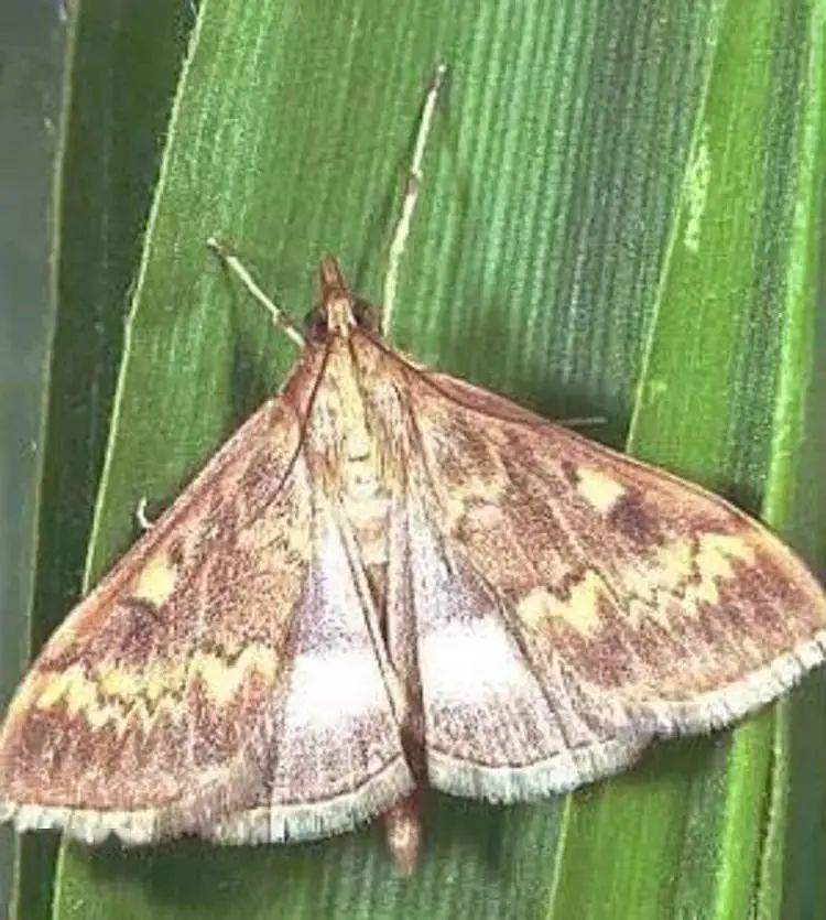 科普龙江丨如何识别玉米螟防治方法都有啥