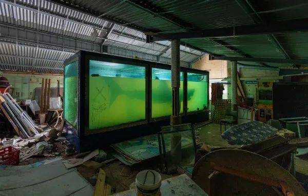 澳大利亚墨尔本一个2012年关闭废弃的野生动物园里,人们发现了一条