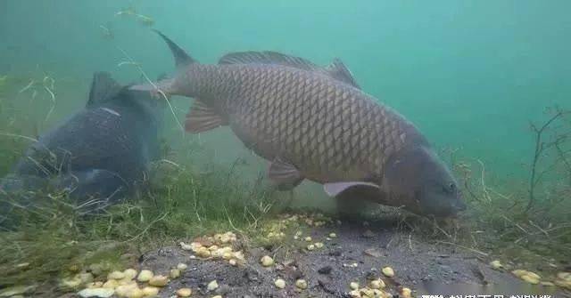 鱼多少温度特别活跃 ed8531547caf4fd5aa3455250363114a.jpeg