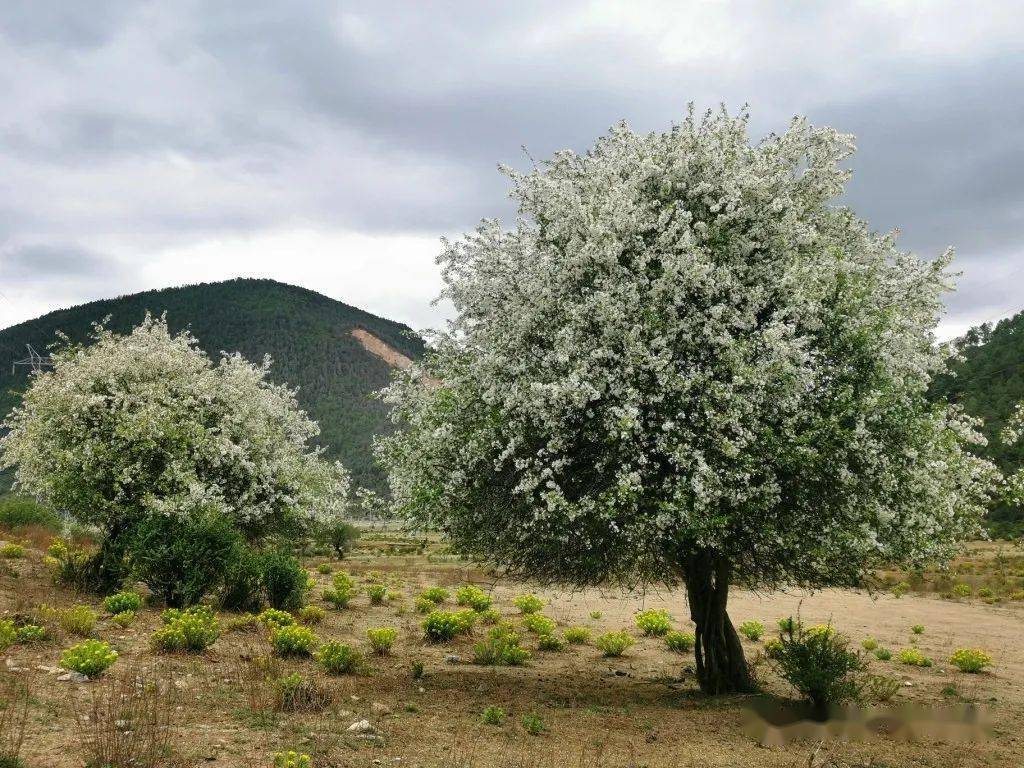 山荆子开花图片