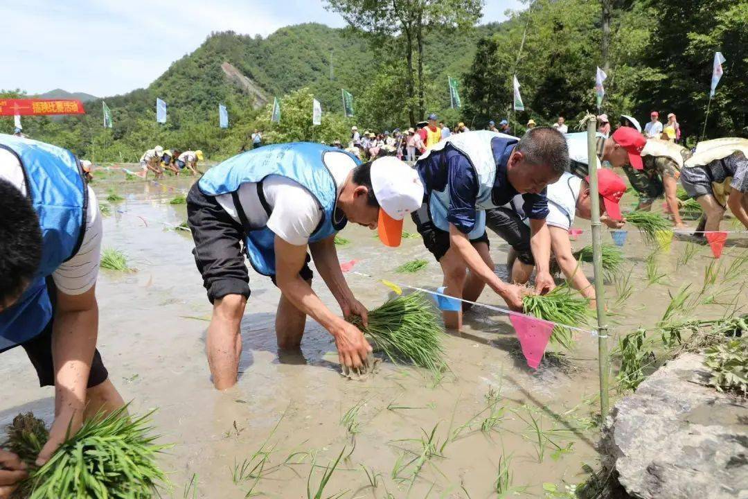 乡村振兴水稻渠成2021镇坪县曾家镇第三届插秧节隆重举行