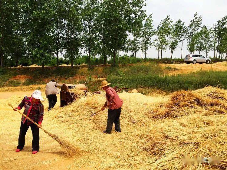 王家臣:又见昔日打麦场