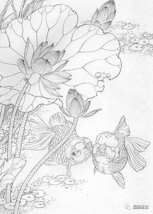 国画金鱼的基本画法及其珍贵手稿