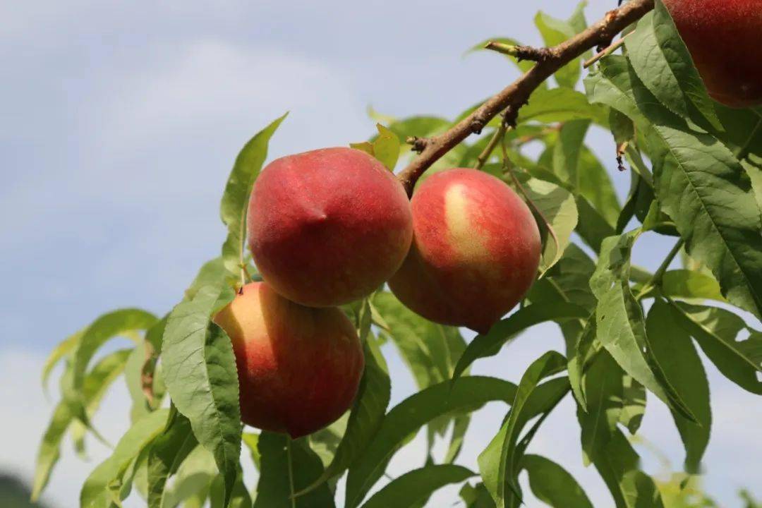 桃醉车城十堰最强采摘桃子攻略出炉快收藏