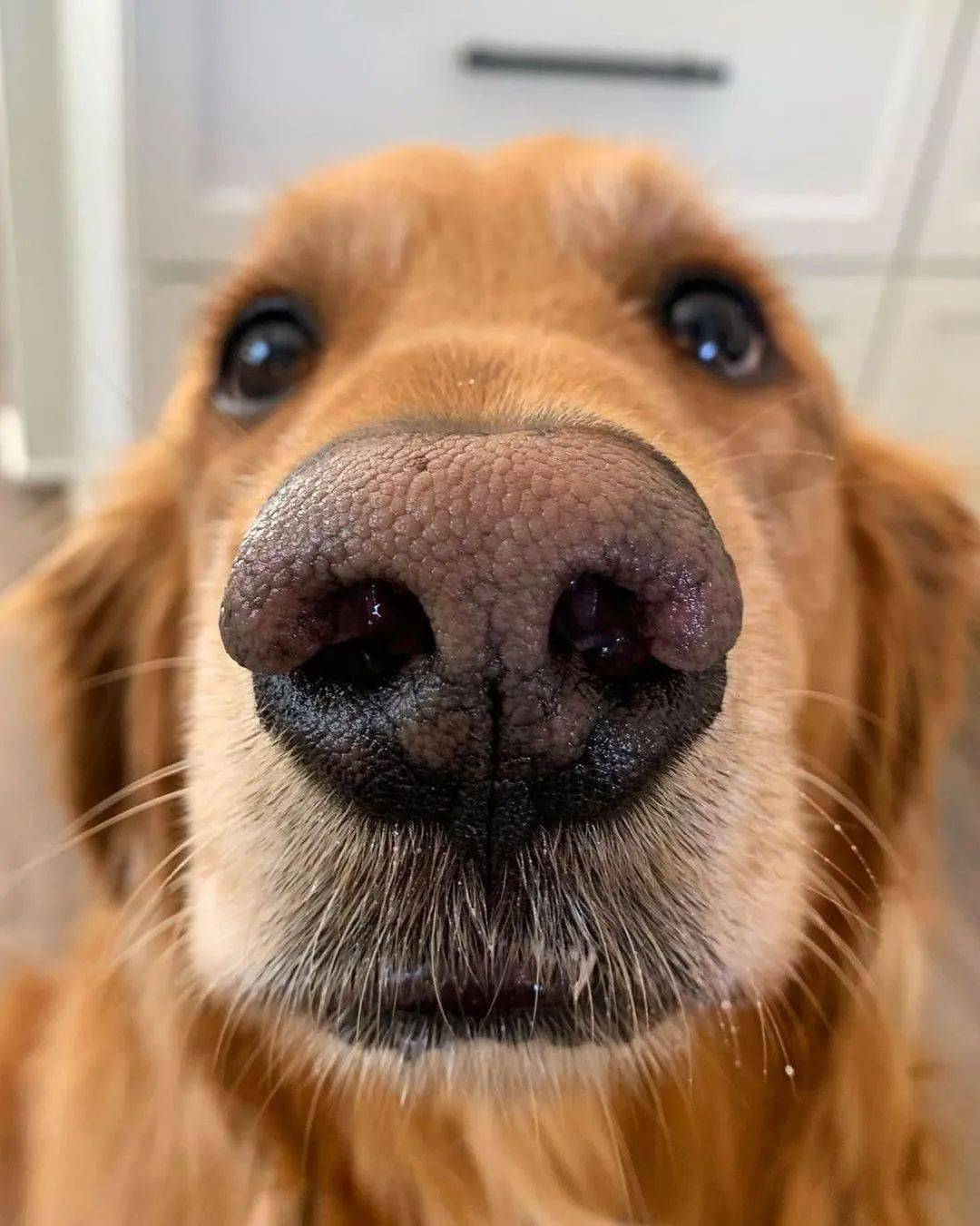 一大波金毛怼你脸上一眼就能沦陷