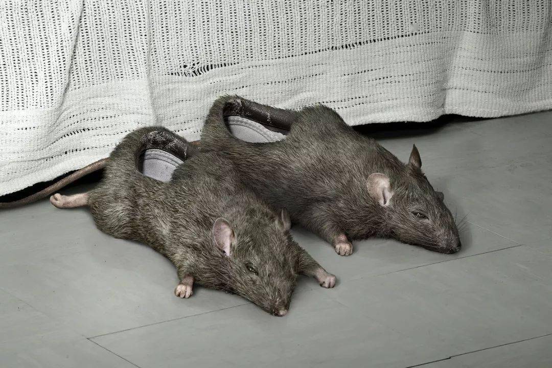 笑死人了世上怎么会有这么又丑又奇葩的设计