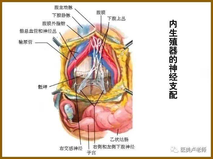 子宮輸卵管及卵巢的神經叢