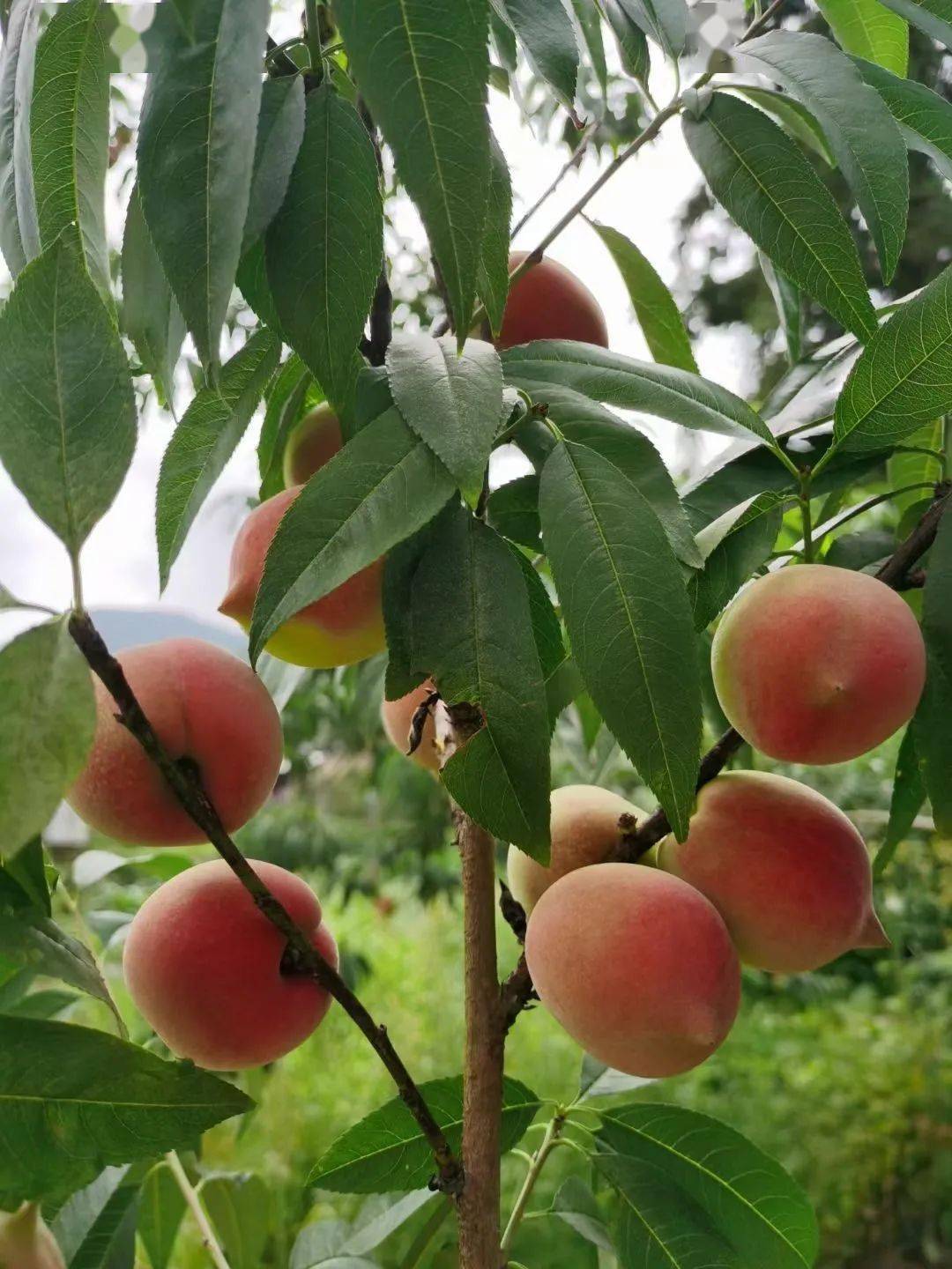 看着都流口水……_桃子