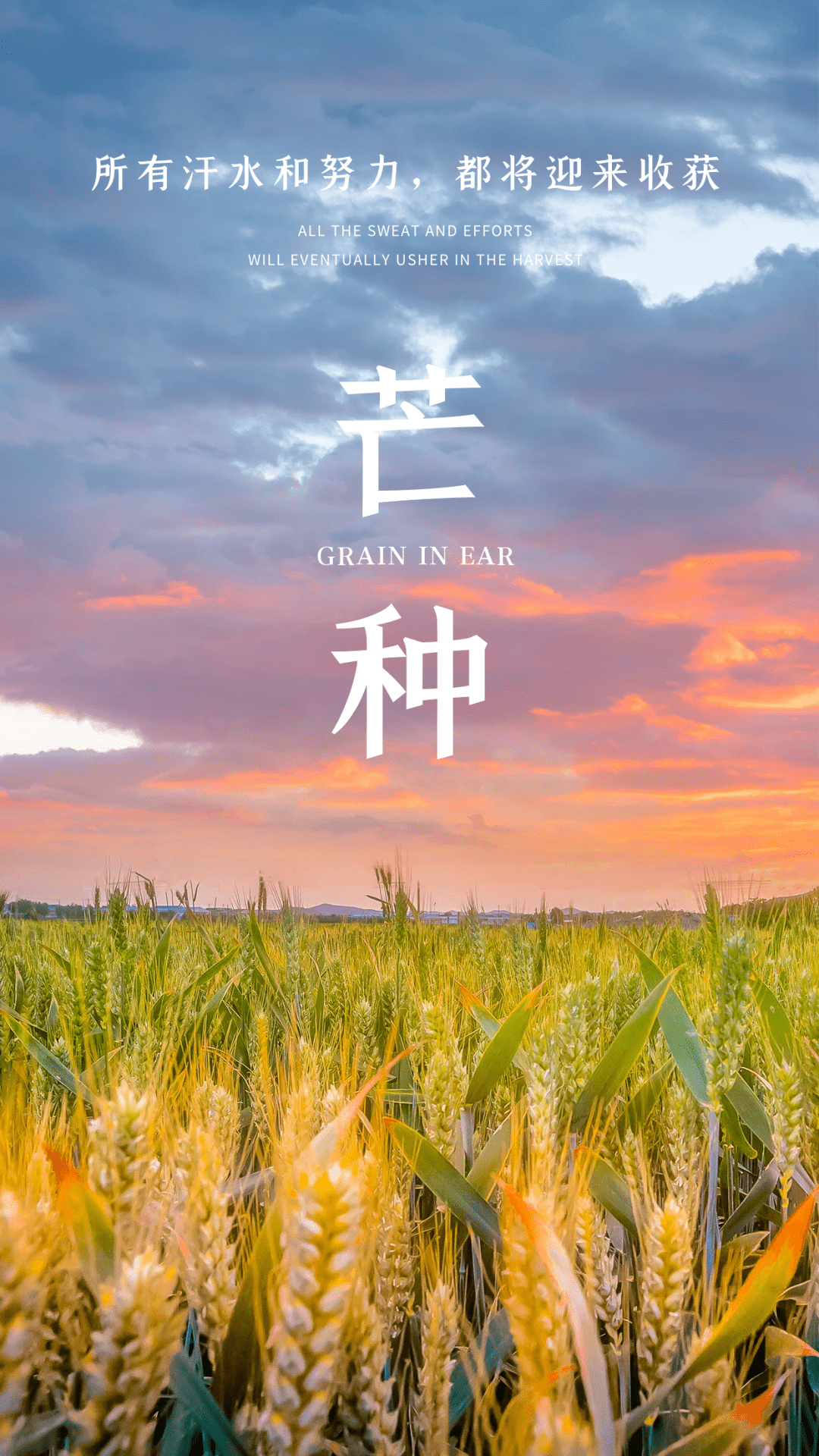 今日芒种 | 读书日签