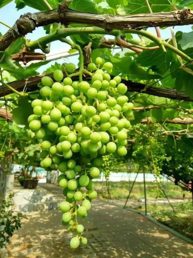 管理把养分集中到果穗上葡萄6月份的管理秘籍