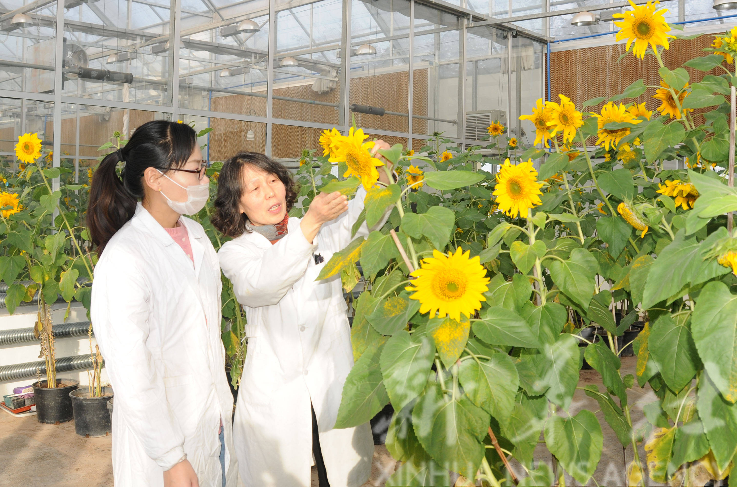 6月3日,三瑞农科向日葵技术研究院科研人员在观察向日葵抗病害情况.