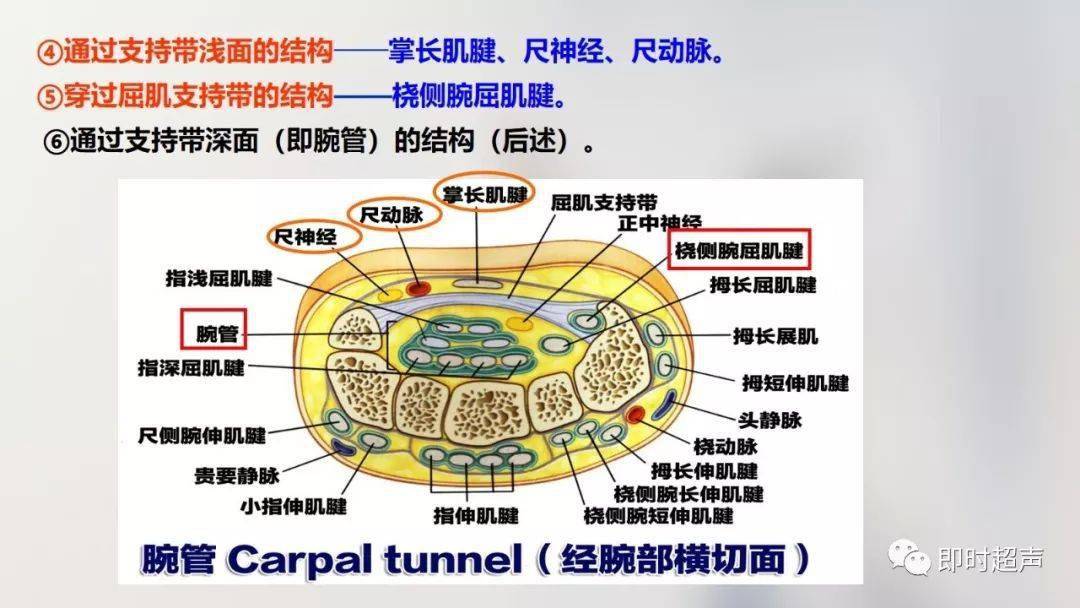 上肢解剖结构图图片