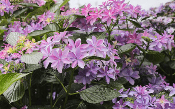 每日一花绣球花舞会紫玫瑰色有红色斑点