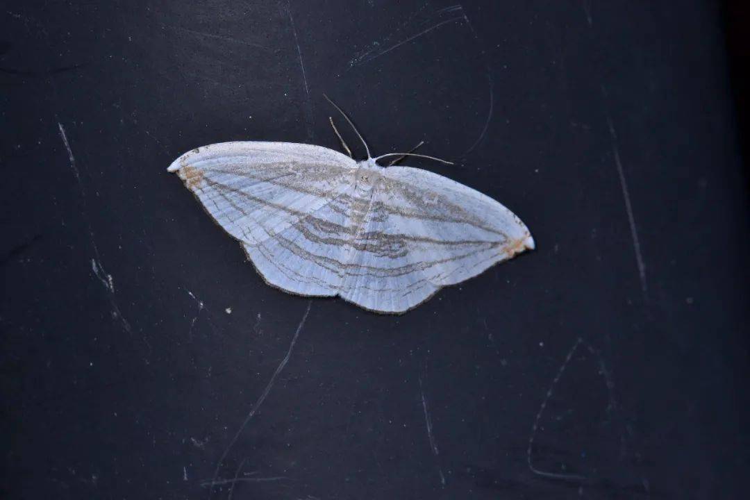 广鹿蛾( amata emma )身体上有明亮的黄黑相间条纹,灯光下数量很大