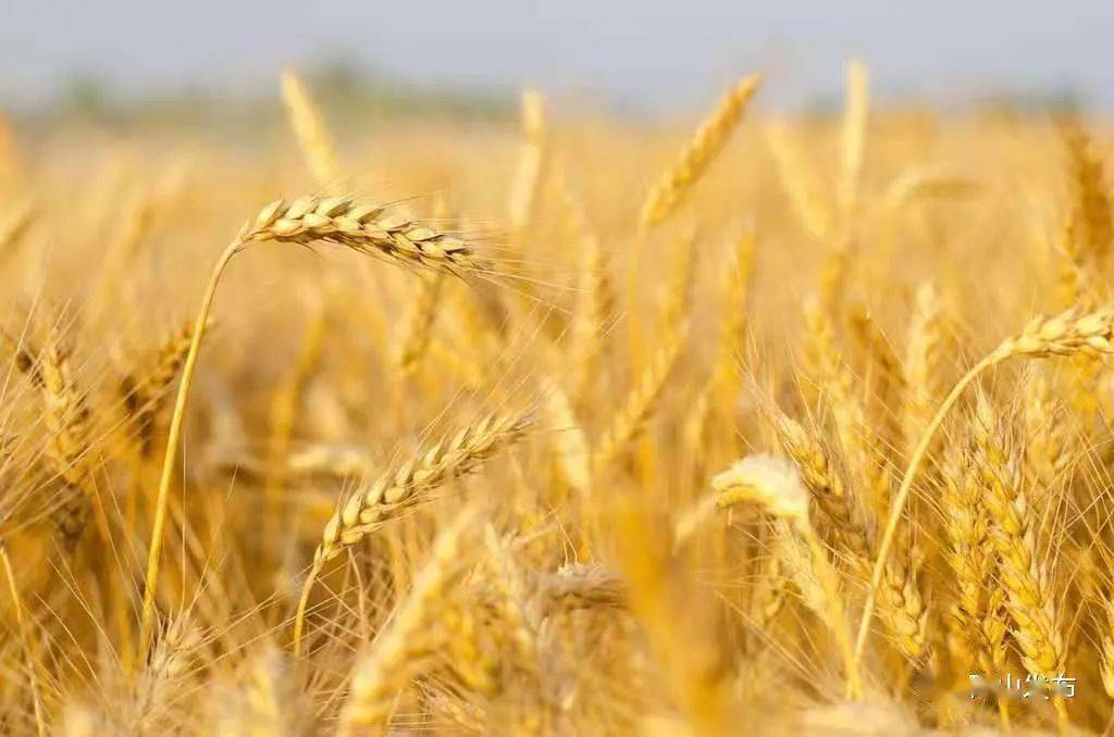 小麦成熟的样子图片