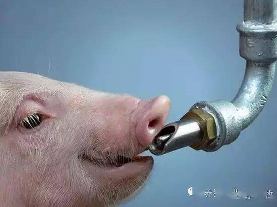 猪舍喝水的水线图片图片