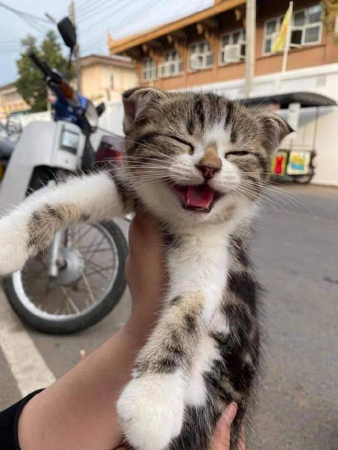铲屎官带小猫咪出去玩,小猫咪看起来好开心