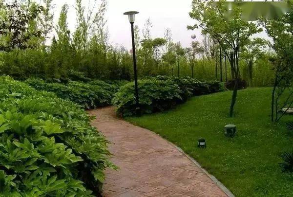 植物种植法则,孤植、丛植、群植、花镜……你了解多少?_树种