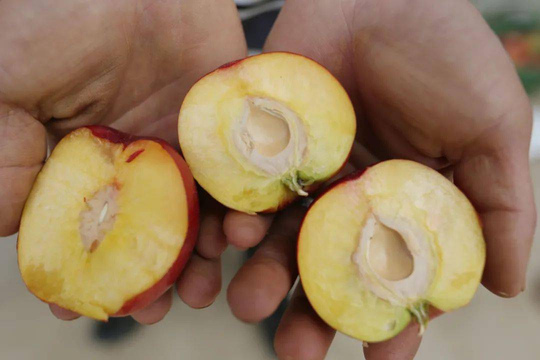 让人桃醉庐江这个地方的桃子熟了还有土特产