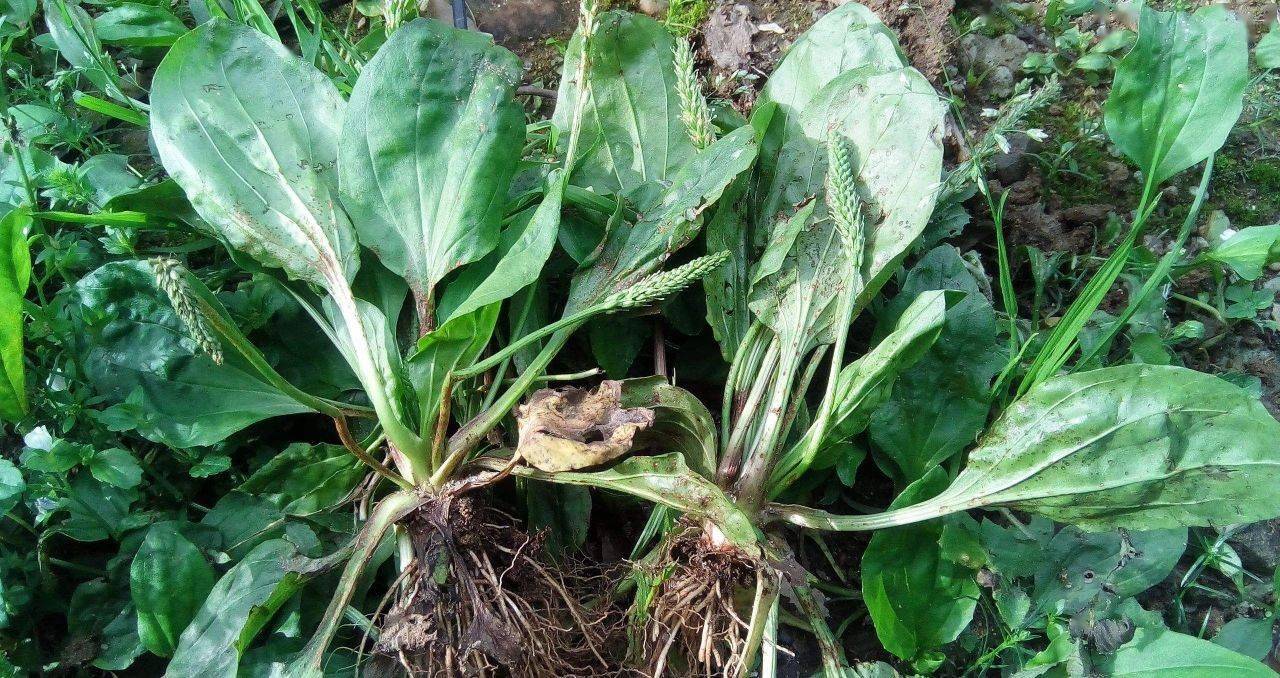 这味农村常见的药材有改善多种病症用它泡水喝收获这5大好处