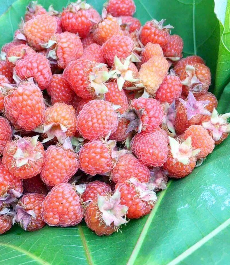 龙葵  果实未成熟时是青色,成熟时是黑色 三角叶  学名叫杠板归 火炭