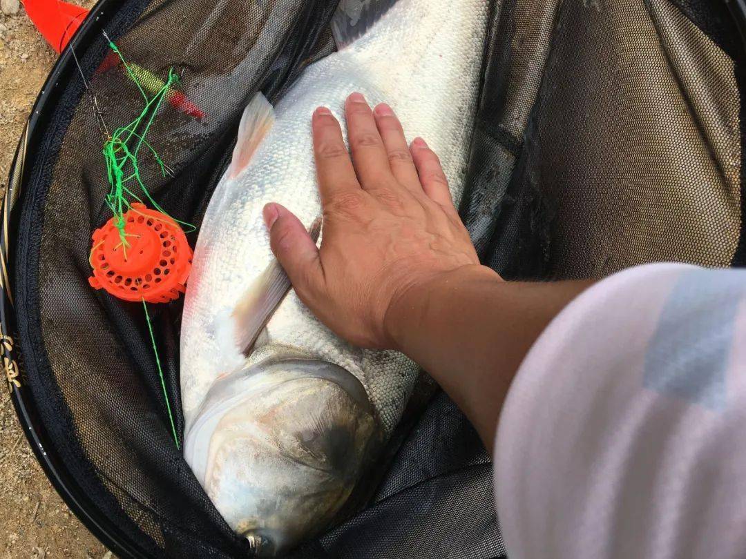 鱼多久换一次 54d7c6433c174c87931bf150dfc9beaf.jpeg