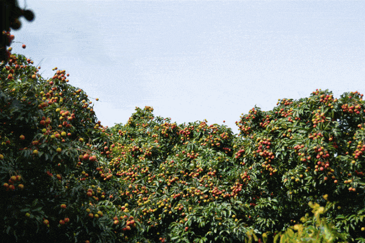 东莞荔枝采摘打卡地出炉16元人荔枝园畅吃再送1斤桂味玩上一整天