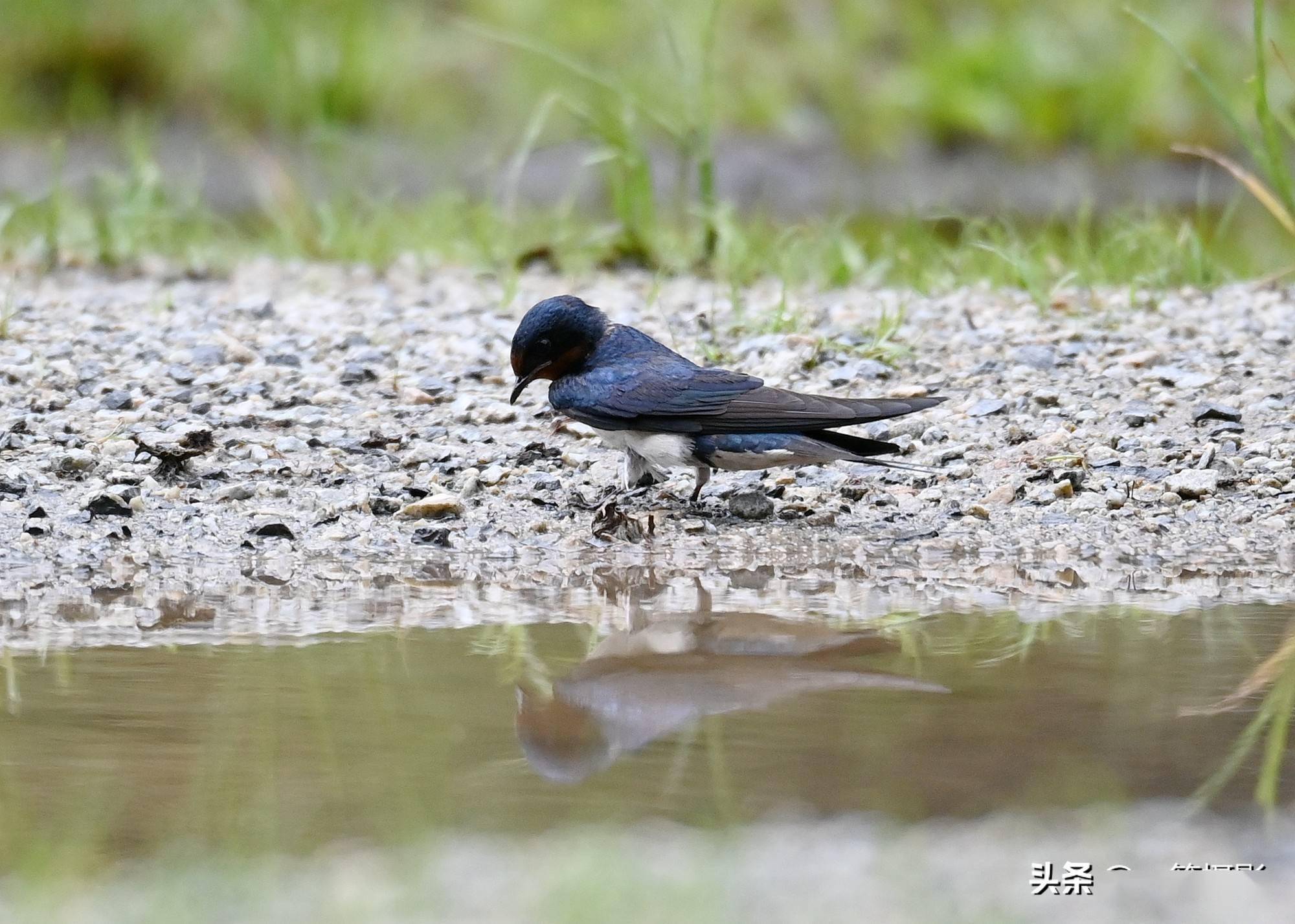 水边遇到衔泥燕