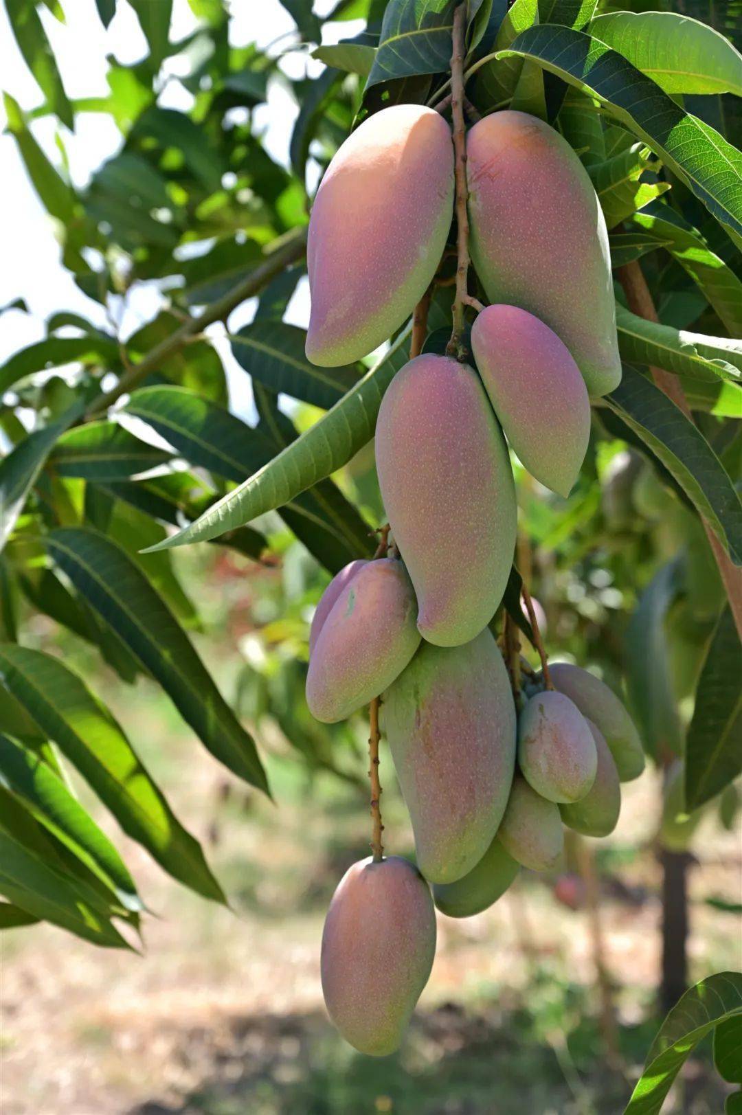 攀枝花早熟芒果上新啦