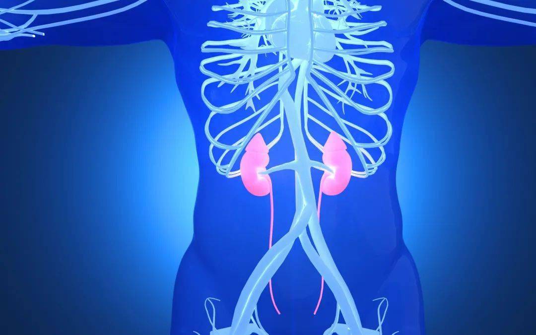 每10人中就有一位肾脏病患者三低特点让肾脏病成为沉默的杀手