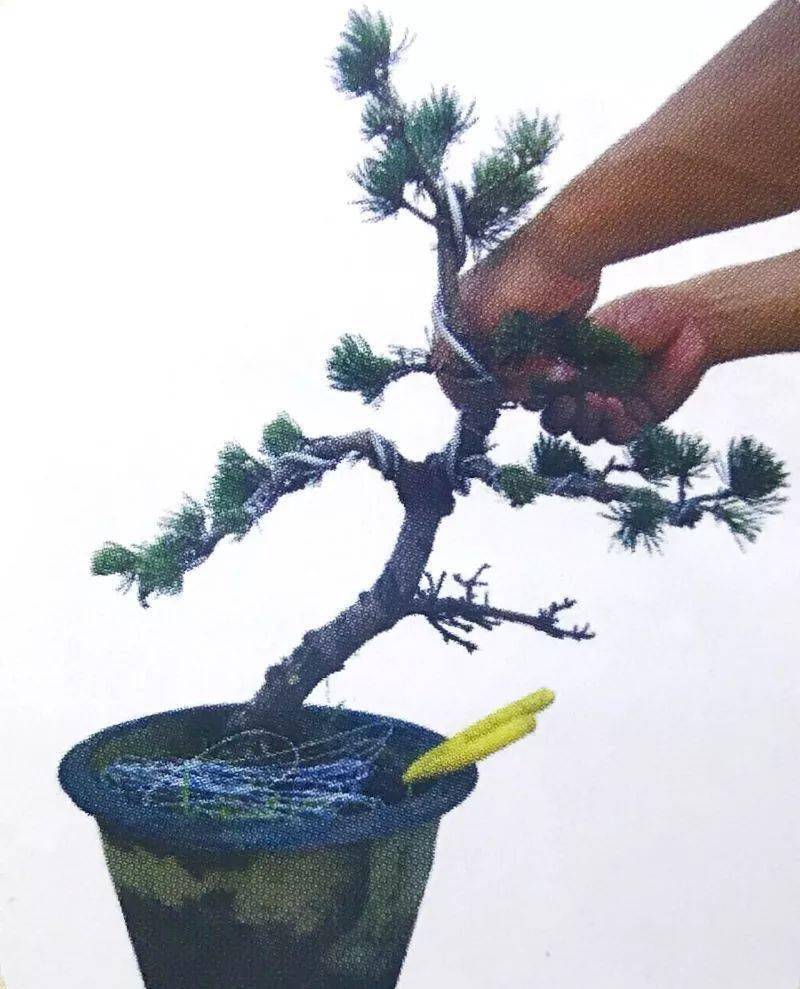 最强最全最细图解大阪五针松盆景制作过程懒人园艺福利
