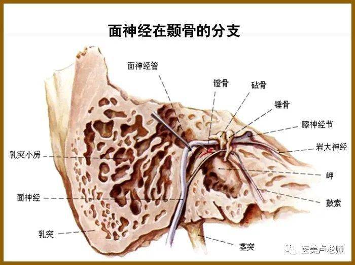 面神经颧支自腮腺上缘穿出,于面部表浅肌肉腱膜系统筋膜下疏松组织内